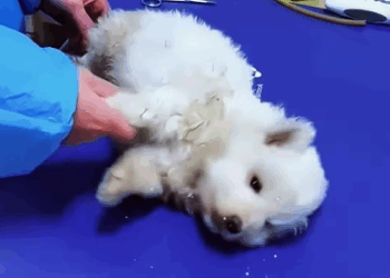 What’s wrong with the dog? Rescuing a stray dog that’s twitching on the side of the road (Part 2)