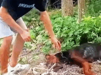 The owner moved and abandoned the dog in his hometown (Part 2)