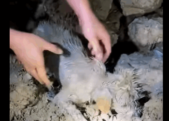 Save stray dogs trapped in mud on rainy night (Part 2)