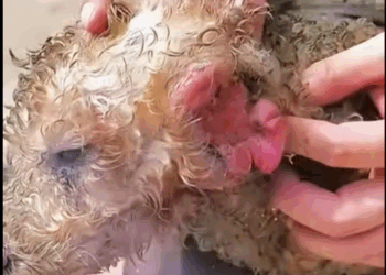 Save desperate dog mother under scorching sun (Part 2)