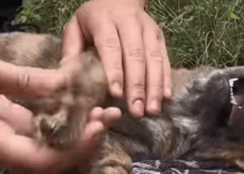 Silence in nature speaks louder than words (Part 2)