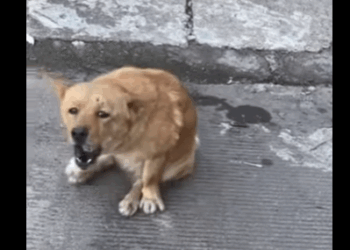 dog hit by car and his legs are broken (Part 2)