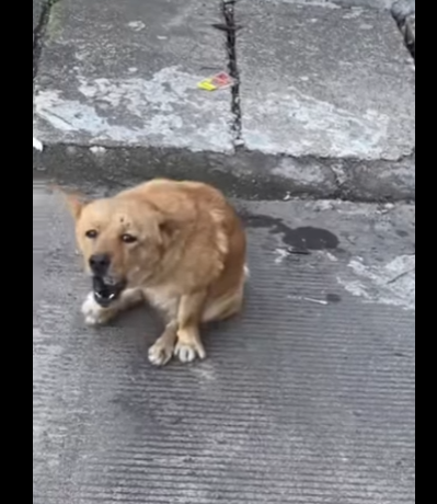 dog hit by car and his legs are broken (Part 2)