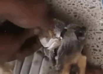 Rescue dog iron pipe stuck in mouth, we are helping him