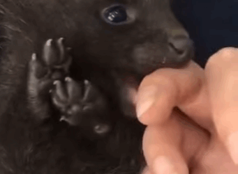 Rescate de cría de oso pardo  (Parte 2)