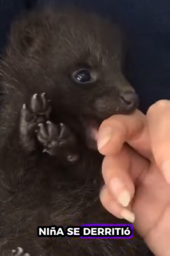 Rescate de cría de oso pardo  (Parte 2)