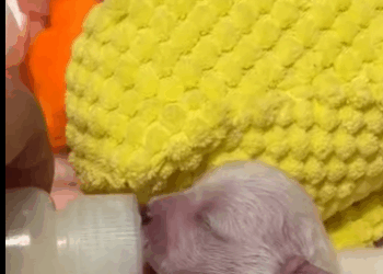 Ayudé una loba rescatar su cachorro mira qué pasó después (Parte 2)