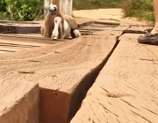 Caballo de rescate (Parte 2)