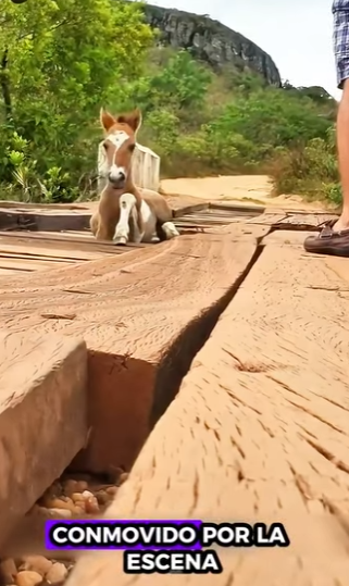 Caballo de rescate (Parte 2)