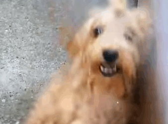 Stray dog that was once terrified of humans are now obedient to them (Part 2)