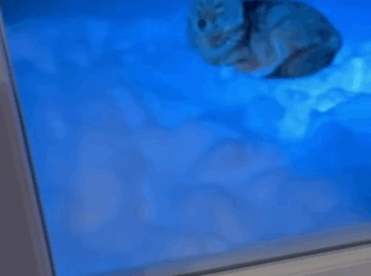 La loba madre confió sus cachorros al hombre (Parte 2)