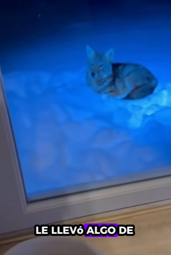 La loba madre confió sus cachorros al hombre (Parte 2)