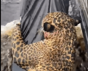 Rescata al jaguar (Parte 2)