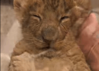 Rescata al león (Parte 2)