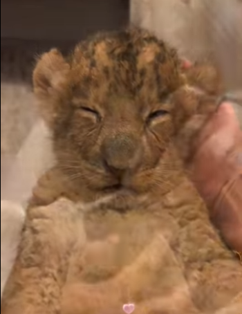 Rescata al león (Parte 2)