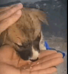 Este cachorrito abandonado deambulaba por las calles (Parte 2)