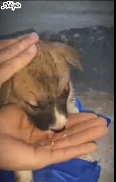 Este cachorrito abandonado deambulaba por las calles (Parte 2)