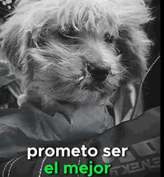 Este perrito fue rescatado del frío (Parte 2)