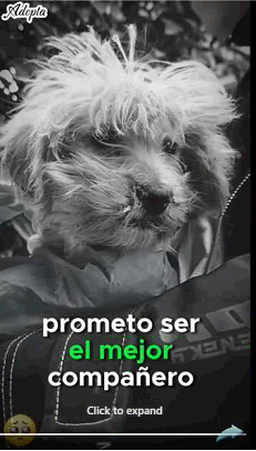 Este perrito fue rescatado del frío (Parte 2)