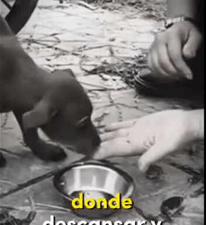 Perrito abandonado deambulaba por las calles, No me ignores por no ser de raza (Parte 2)