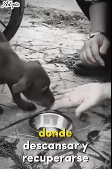 Perrito abandonado deambulaba por las calles, No me ignores por no ser de raza (Parte 2)