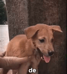Perrito abandonado en la carretera (Parte 2)