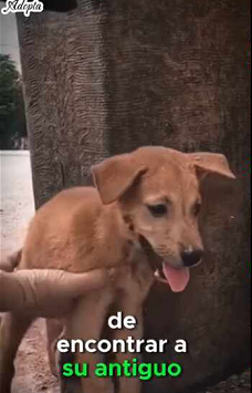 Perrito abandonado en la carretera (Parte 2)