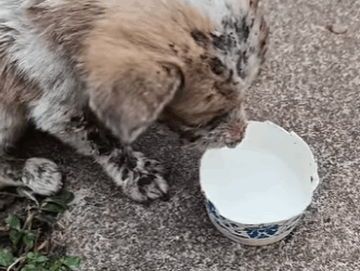 Quien puede abandonar algo tan lindo (Parte 2)