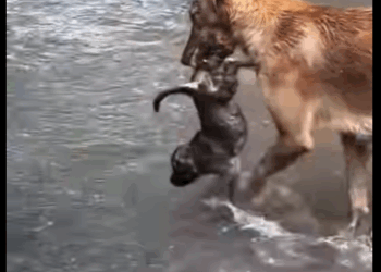 Que grande es el amor de esta perrita hacia su cachorrito (Parte 2)