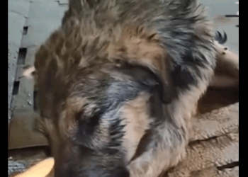 Mugre el cachorrito que venció el dolor el abandono (Parte 2)