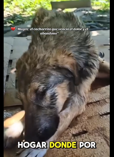 Mugre el cachorrito que venció el dolor el abandono (Parte 2)