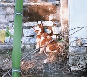 The dog who was abandoned in the basement of the pond was blind and smelly all over his body, and his desolate howl was heartbreaking (Part 2)