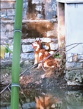 The dog who was abandoned in the basement of the pond was blind and smelly all over his body, and his desolate howl was heartbreaking (Part 2)