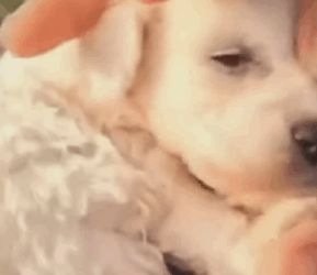 Estos cachorritos fueron abandonados en una caja de cartón (Parte 2)