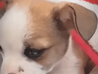 Este perrito fue abandonado entre los desechos (Parte 2)