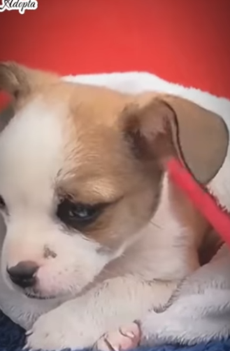 Este perrito fue abandonado entre los desechos (Parte 2)