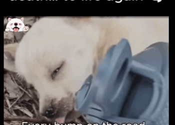 Edge of death to life again (Part 2)