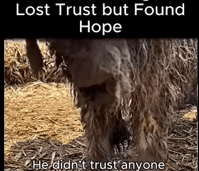 Heartbroken Dog Who Lost Trust but Found Hope (Part 2)
