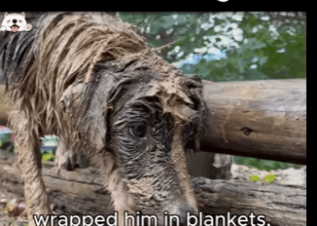 mud storm he found life again (Part 2)