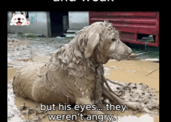 Tied in rain, sick weak his eyes were ful (Part 2)