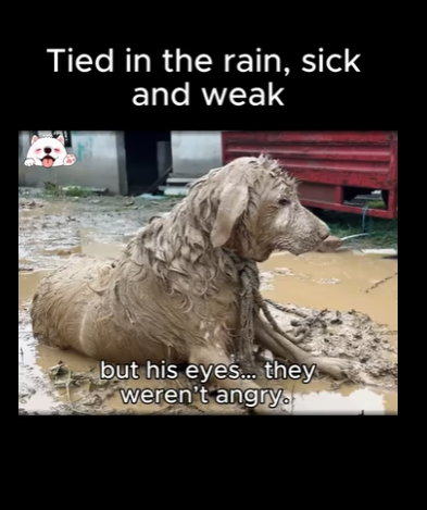 Tied in rain, sick weak his eyes were ful (Part 2)