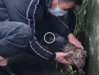 Saving one animal won’t change the world, but it will change that animal’s world forever (Part 2)