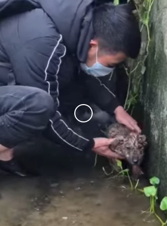 Saving one animal won’t change the world, but it will change that animal’s world forever (Part 2)