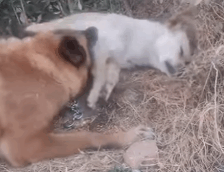 We don’t just rescue animals — we rescue hope (Part 2)