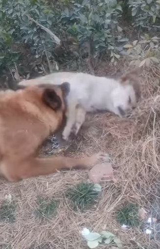 We don’t just rescue animals — we rescue hope (Part 2)