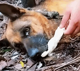 Abandoned tumor dog is terminally ill does not eat or drink (Part 2)