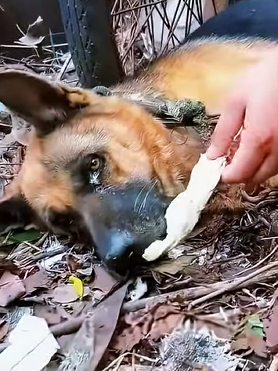 Abandoned tumor dog is terminally ill does not eat or drink (Part 2)