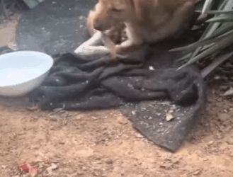 Rescued. Loved. Safe (Part 2)