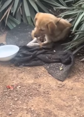 Rescued. Loved. Safe (Part 2)