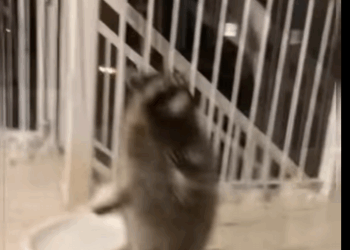 Rescatar mapaches (Parte 2)